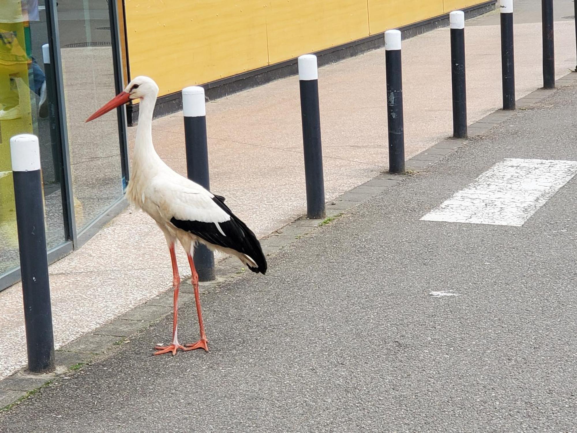Mirka & Franck Apartment Chic 4 Stars Parking Free Colmar Exterior foto